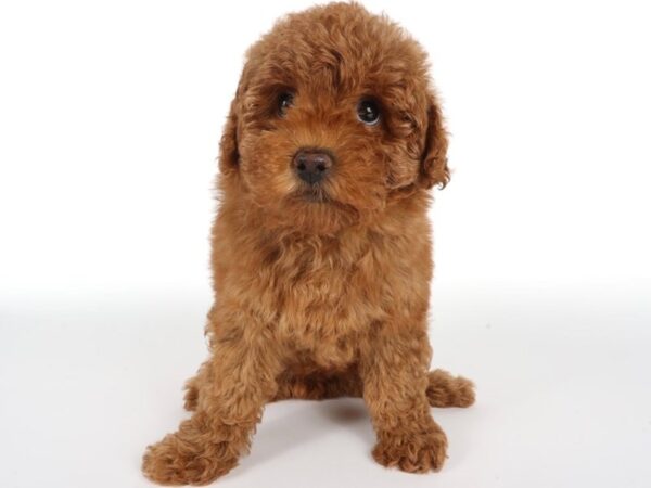[#13989] Red Female Toy Poodle Puppies For Sale