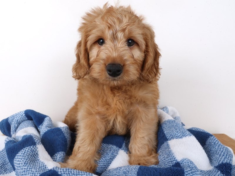 2nd Generation Mini Goldendoodle-Dog-Male-Cream-4493611-XO PUPS