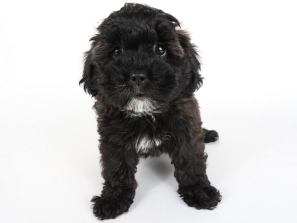 [#13946] Tri Color Female Shihpoo Puppies For Sale