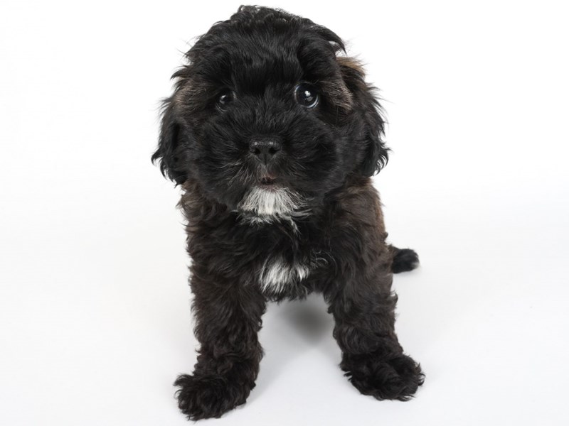 [#13946] Tri Color Female Shihpoo Puppies For Sale #2