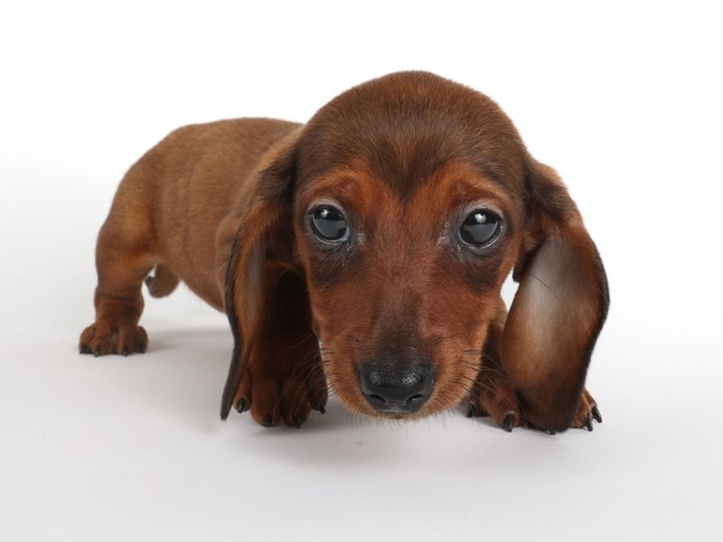 [#13970] Brown Female Dachshund Puppies For Sale #2