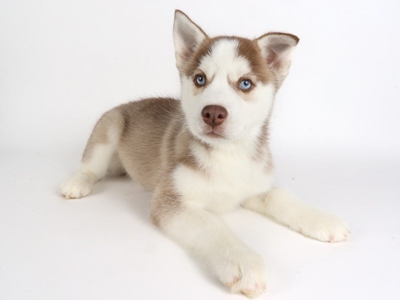 Siberian Husky-Dog-Female-Red / White-4457952-XO PUPS