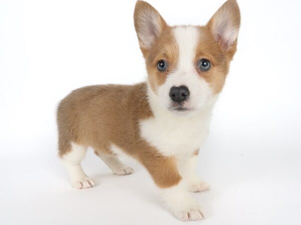 [#13979] Blue Sable/ White Male Pembroke Welsh Corgi Puppies For Sale