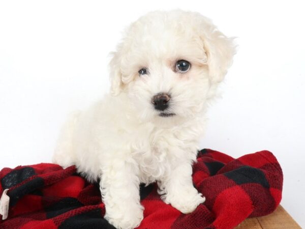 [#13994] White Male Teddy Bear Puppies For Sale