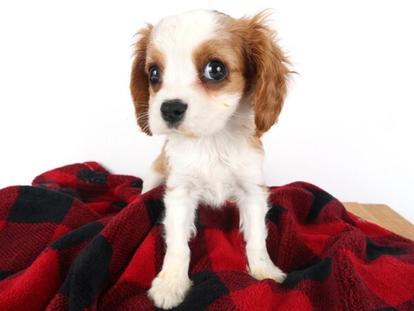 [#13996] Blenheim Male Cavalier King Charles Spaniel Puppies For Sale