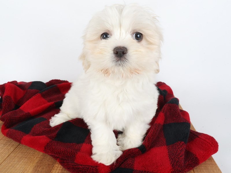 Lhasa Apso-Dog-Female-White / Cream-4498283-XO PUPS