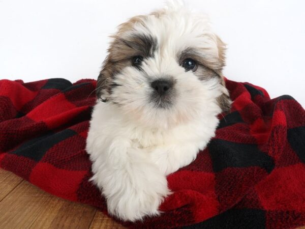 [#13999] White / Brown Male Lhasa Apso Puppies For Sale