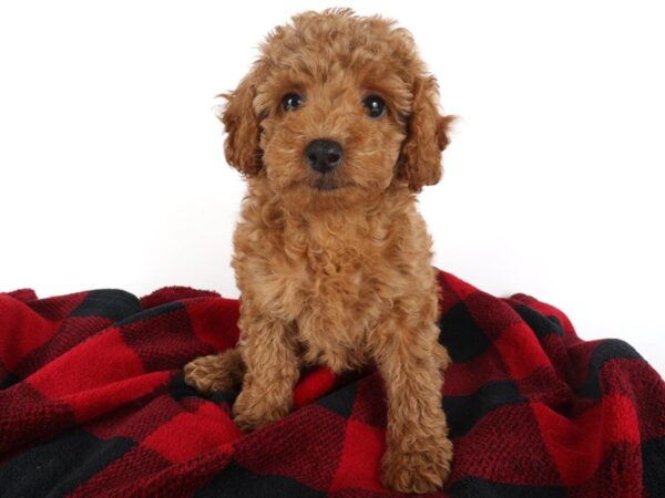 [#14000] Red Female Toy Poodle Puppies For Sale