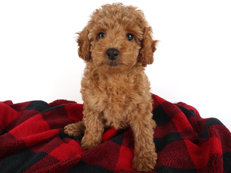 Toy Poodle-Dog-Female-Red-4502057-XO PUPS