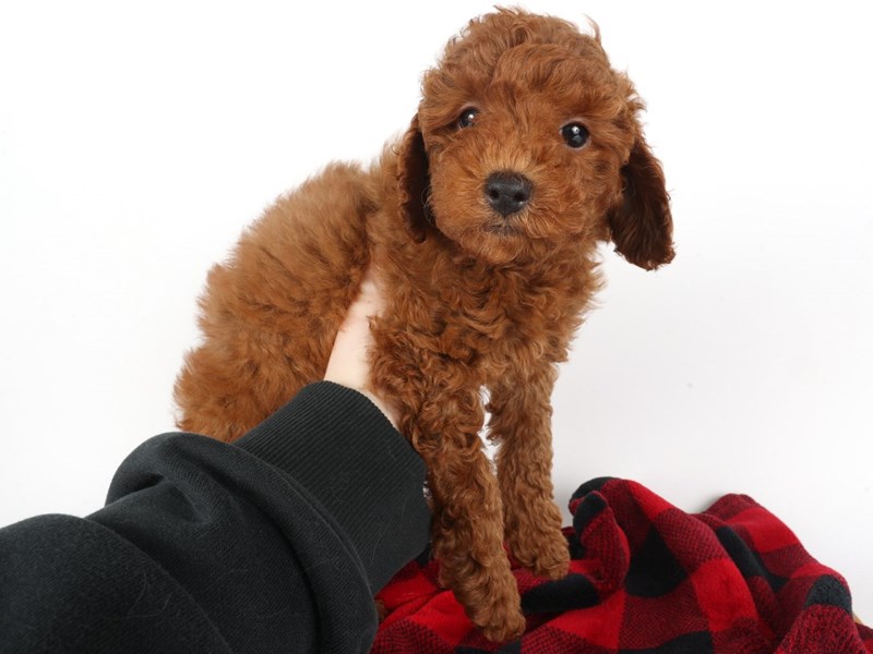 Toy Poodle-Dog-Male-Red-4502071-XO PUPS