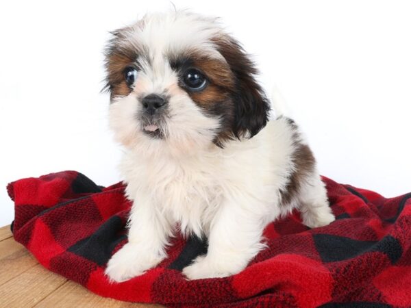 [#14002] Sable Female Shih Tzu Puppies For Sale
