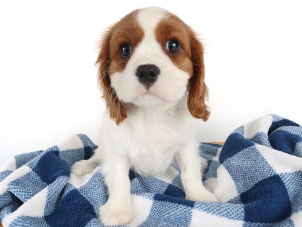 [#14006] Blenheim Male Cavalier King Charles Spaniel Puppies For Sale