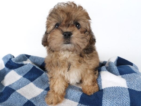 [#14012] Sable Female Shihpoo Puppies For Sale