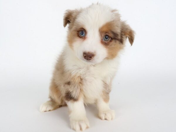 [#14015] Red Merle Male Miniature Australian Shepherd Puppies For Sale