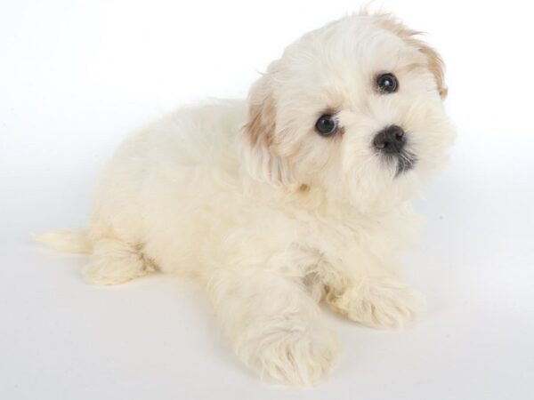 [#14019] Cream and White Female Havapoo Puppies For Sale