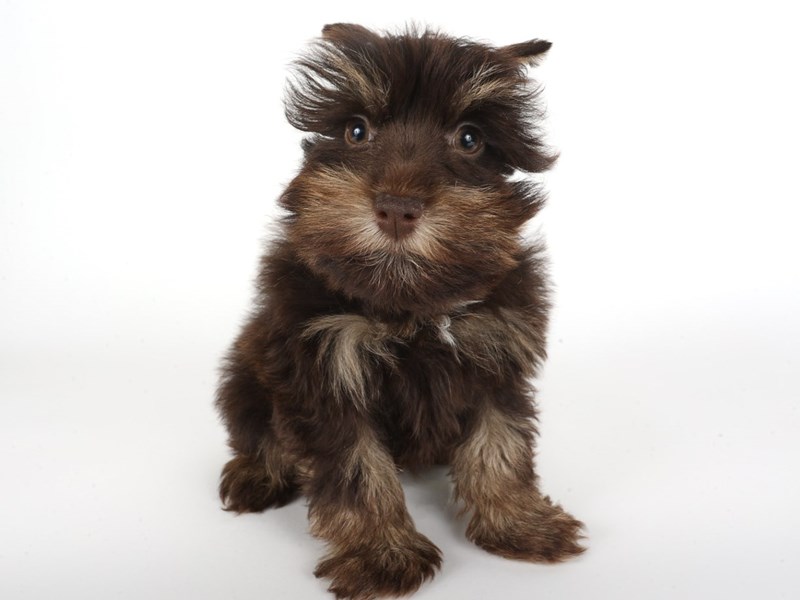 Miniature Schnauzer-Dog-Female-Chocolate and Tan-4518651-XO PUPS