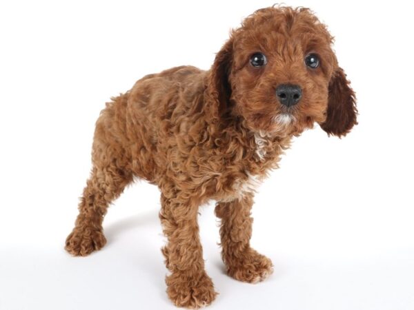 [#14028] Red Female Cavapoo F2 Puppies For Sale