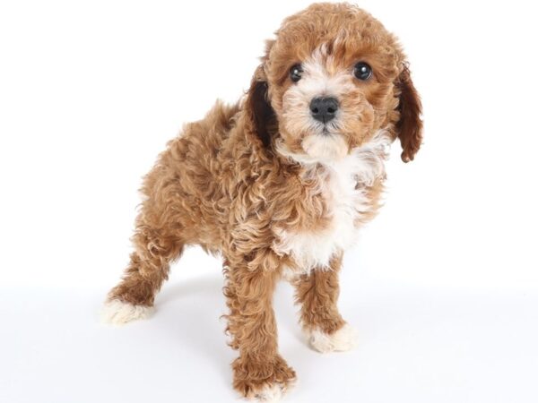 [#14029] Red Male Cavapoo F2 Puppies For Sale
