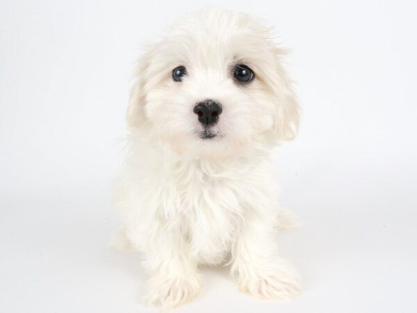 [#14030] White Female Teddy Bear Puppies For Sale