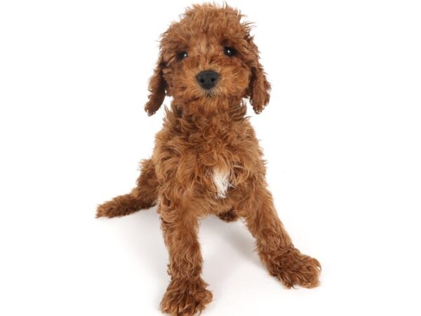 [#14035] Red Female Miniature Goldendoodle F1B Puppies For Sale