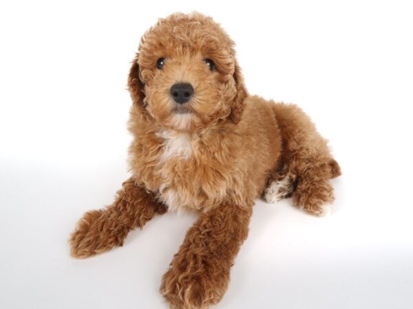 [#13990] Cream w/ White Male Toy Poodle Puppies For Sale