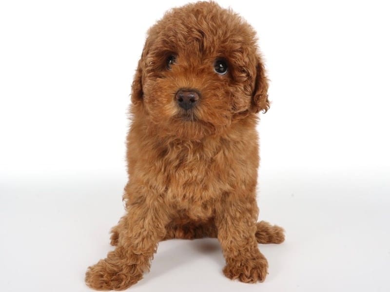 Toy Poodle-Dog-Female-Red-4484988-XO PUPS