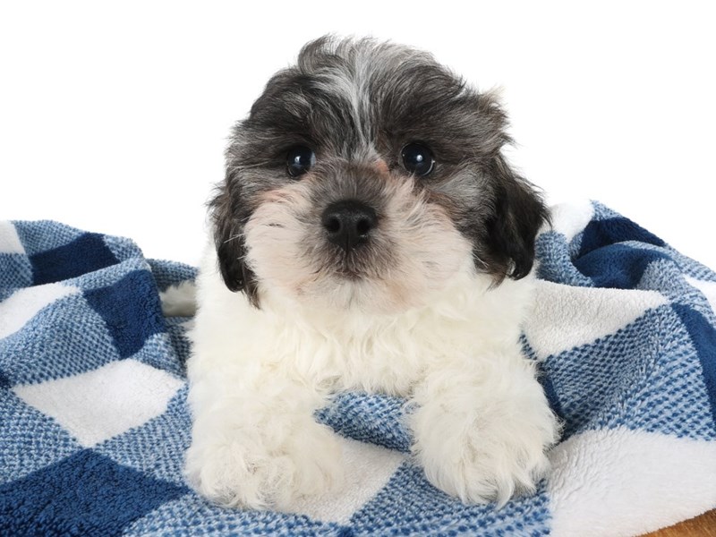 [#14007] Brindle / White Female Havachon Puppies For Sale #2