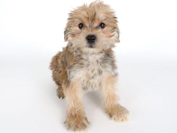 [#14016] Gold Male Morkie Puppies For Sale