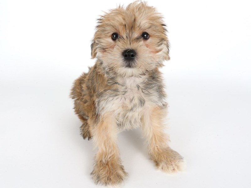 [#14016] Gold Male Morkie Puppies For Sale #2