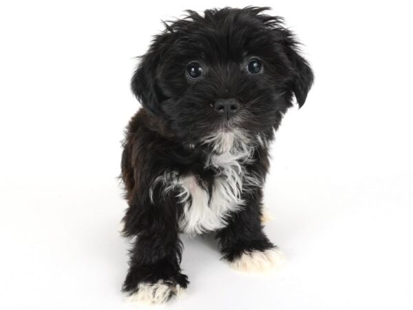 [#14017] Black and White Female Morkie Puppies For Sale