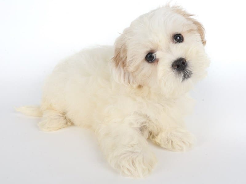 Havapoo-Dog-Female-Cream and White-4518628-XO PUPS