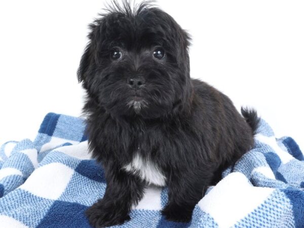 [#14022] Black & White Male Morkie Puppies For Sale