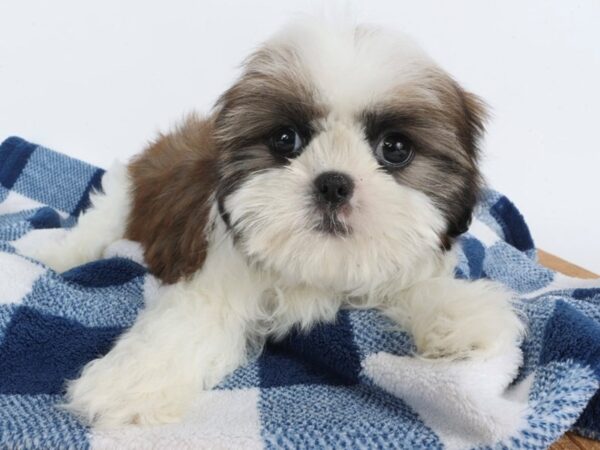 [#14024] Brindle & White Female Shih Tzu Puppies For Sale