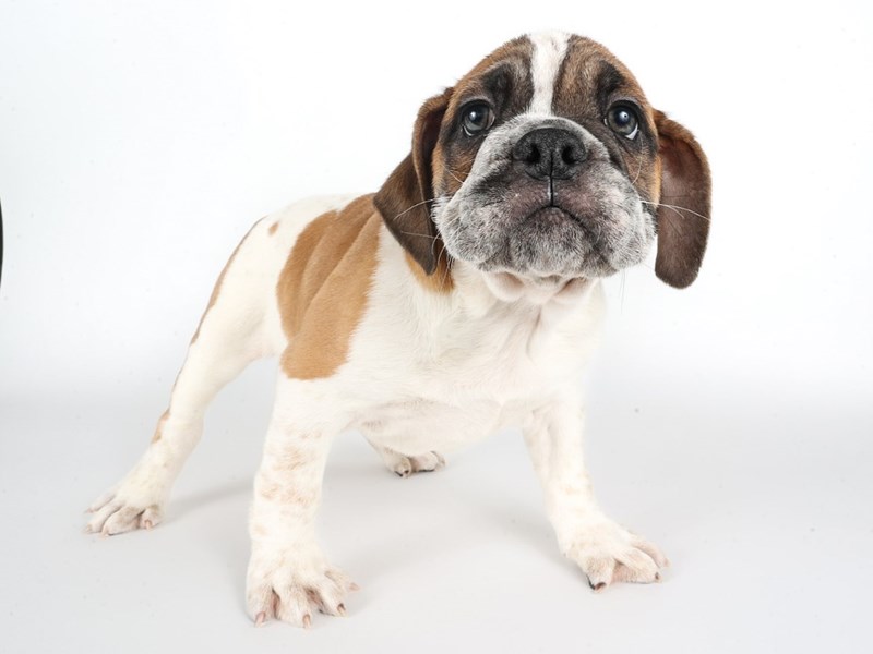 [#14034] Fawn / White Male Beabull Puppies For Sale #2