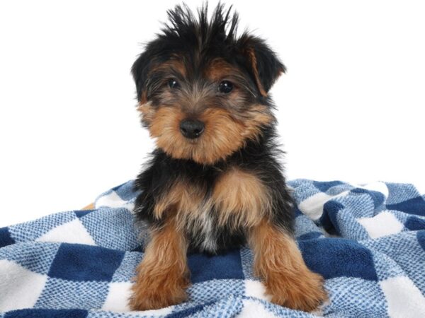 [#14047] Black/Tan Male Yorkshire Terrier Puppies For Sale