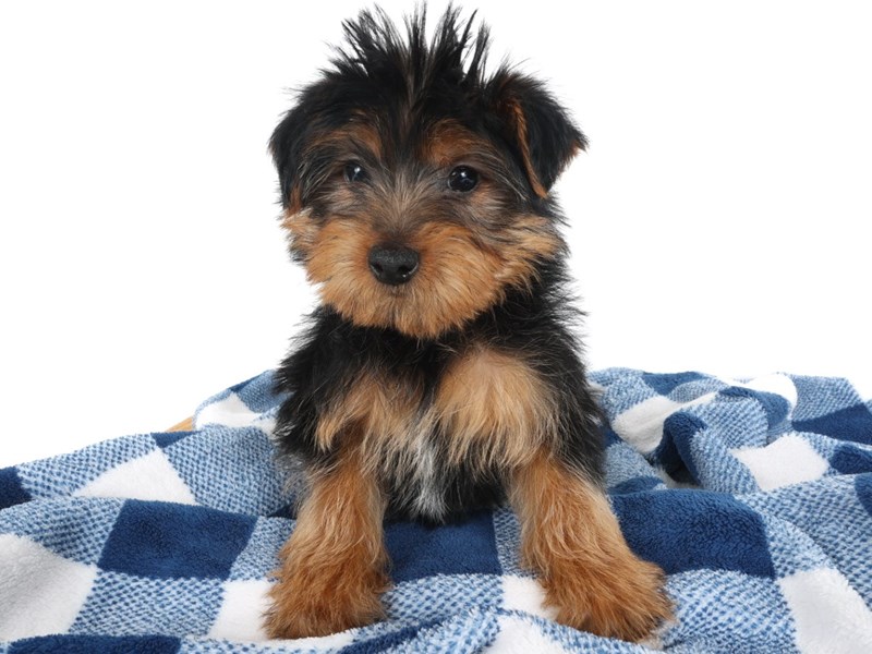 [#14047] Black/Tan Male Yorkshire Terrier Puppies For Sale #2
