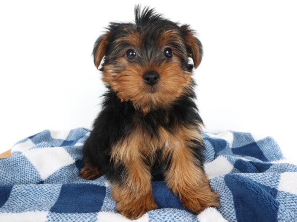 [#14046] Black/Tan Male Yorkshire Terrier Puppies For Sale