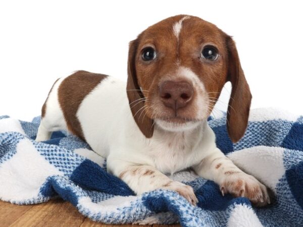 [#14045] Red/White Piebald Female Dachshund Puppies For Sale