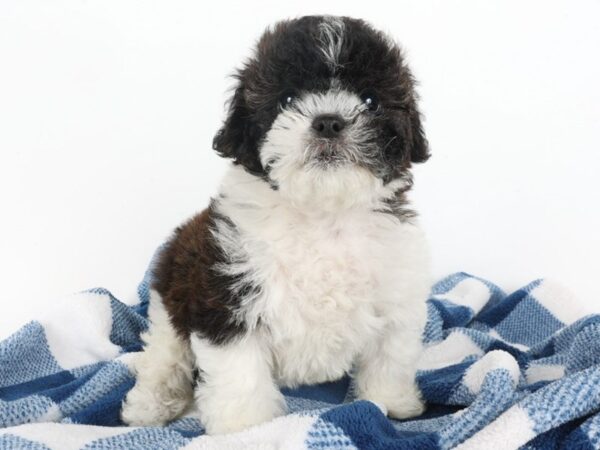 [#14040] Sable/White Female Shihpoo Puppies For Sale