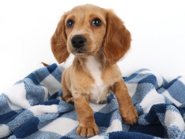 [#14038] Cream Female Dachshund Puppies For Sale