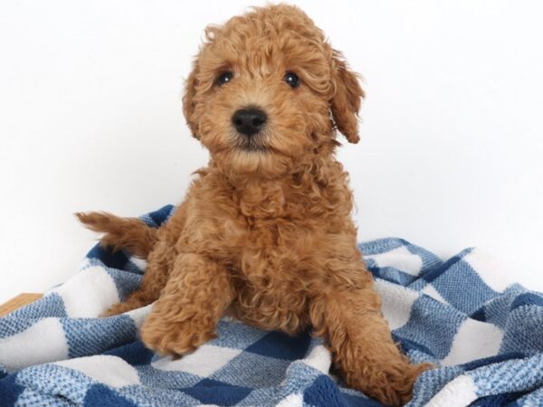 [#14037] Red Male Goldendoodle Mini 2nd Gen Puppies For Sale