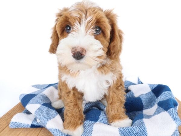 [#14049] Red Female Bernedoodle Mini Puppies For Sale