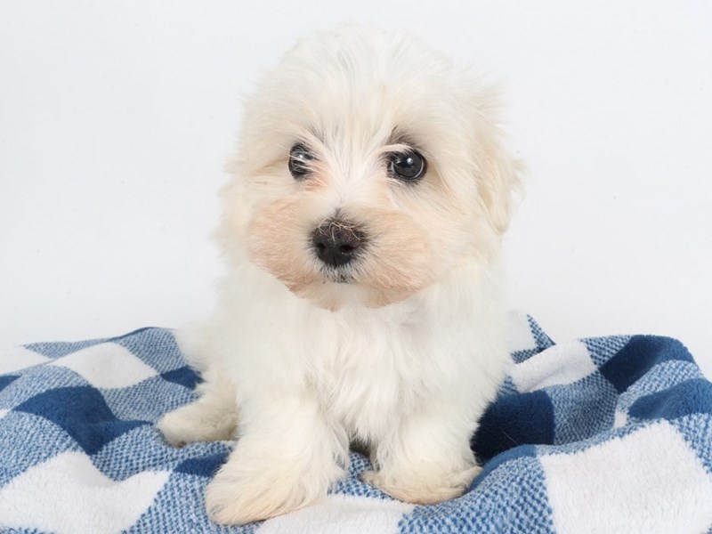 Maltese-Dog-Male-White-4548651-XO PUPS