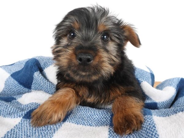 [#14052] Black/Tan Male Silky Terrier Puppies For Sale