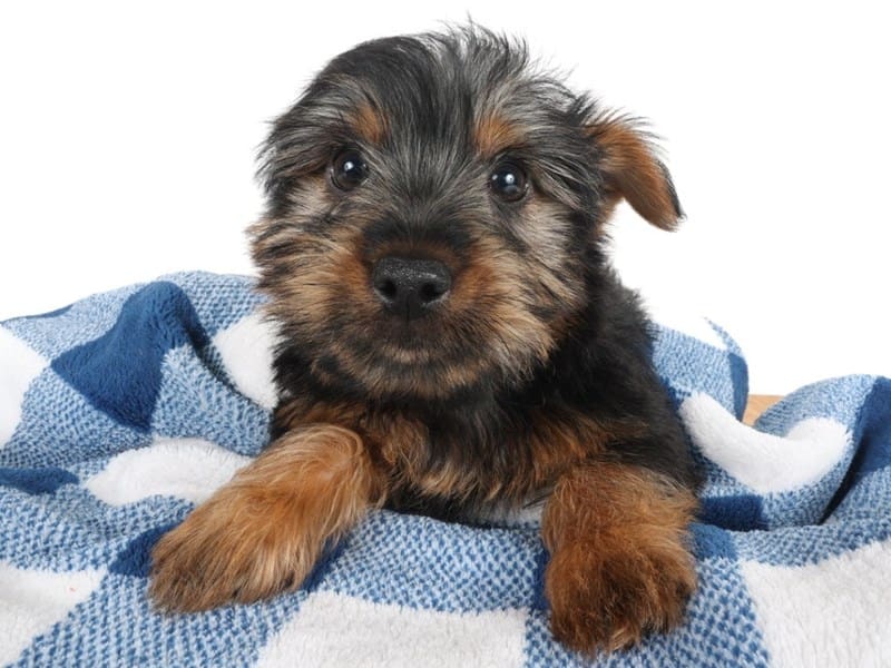 Silky Terrier-Dog-Male-Black/Tan-4551597-XO PUPS