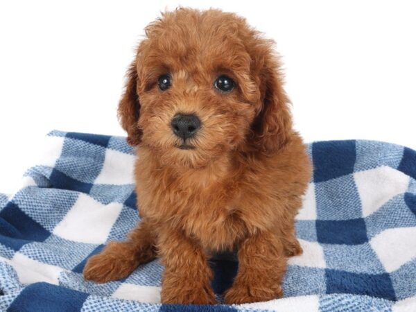 [#14053] Red Female Miniature Goldendoodle Puppies For Sale