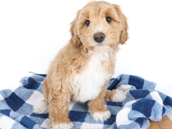 [#14055] Apricot Female Miniature Bernedoodle Puppies For Sale