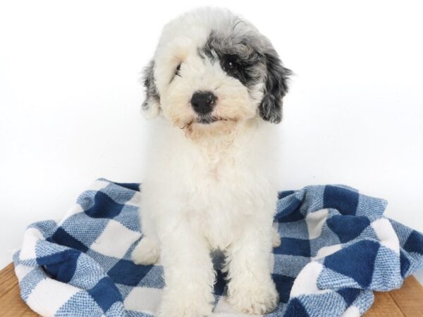 [#14056] Blue Merle Female Miniature Bernedoodle Puppies For Sale