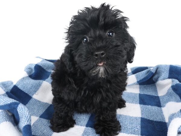 [#14057] Black Female Schnoodle Puppies For Sale
