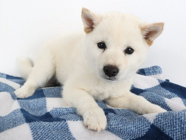 [#14059] White Female Shiba Inu Puppies For Sale